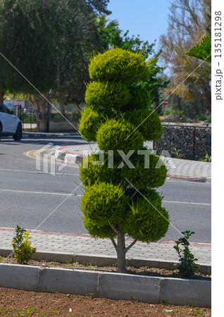 Lush green topiary stands tall beside a winding road in a warm, sunny day Lush green topiary stands tall beside a winding road in a warm, sunny day 135181298