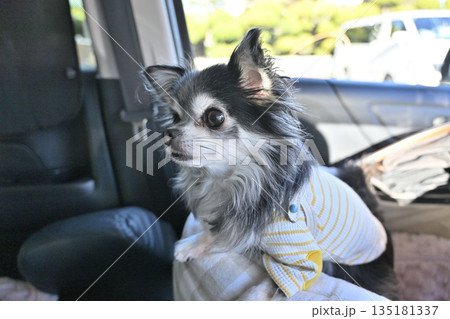 ペットカートのコットをドライブベッドにして 愛犬とドライブ ロングコートチワワ ペットカートのコットをドライブベッドにして 愛犬とドライブ ロングコートチワワ 135181337