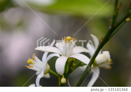 Bright white blossoms bloom on a citrus tree in a sunlit garden during spring, showcasing nature's delicate beauty and renewal 135181368