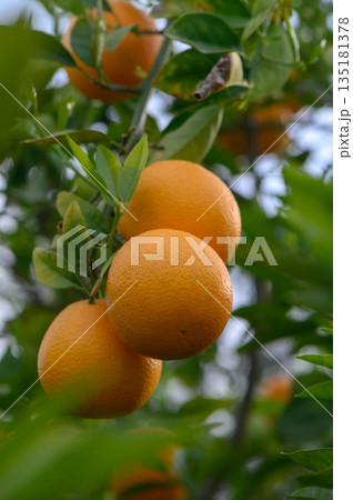 Vibrant orange fruits hanging on lush green branches in a sunlit orchard during a warm afternoon 135181378