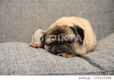 Pug blissfully resting on soft gray couch during a peaceful afternoon Pug blissfully resting on soft gray couch during a peaceful afternoon 135181389