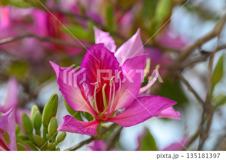 Vibrant blossoms of the beautiful purple flower enjoying sunlight in a lush garden during the warm afternoon hours Vibrant blossoms of the beautiful purple flower enjoying sunlight in a lush garden during the warm afternoon hours 135181397