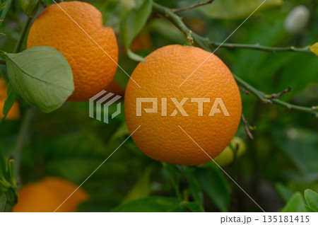 Bright oranges glistening in the sunshine amidst lush green leaves in a vibrant fruit orchard Bright oranges glistening in the sunshine amidst lush green leaves in a vibrant fruit orchard 135181415