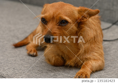 Curious small dog relaxing on a cozy couch in a warm living room during a lazy afternoon Curious small dog relaxing on a cozy couch in a warm living room during a lazy afternoon 135181423