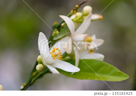 White blossoms bloom vibrantly on a citrus tree branch in the warm sunlight, capturing the beauty of nature in full swing during spring 135181425
