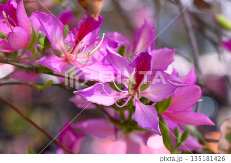 Vibrant pink blossoms bloom under the warm spring sun, bringing life to a serene garden in full bloom Vibrant pink blossoms bloom under the warm spring sun, bringing life to a serene garden in full bloom 135181426