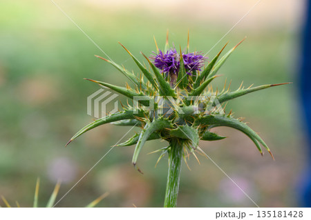 Unique spiky plant showcases vibrant purple bloom in a sunny garden setting during midday 135181428