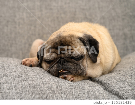 Pug resting comfortably on a soft grey cushion in a cozy living room during a tranquil afternoon Pug resting comfortably on a soft grey cushion in a cozy living room during a tranquil afternoon 135181439