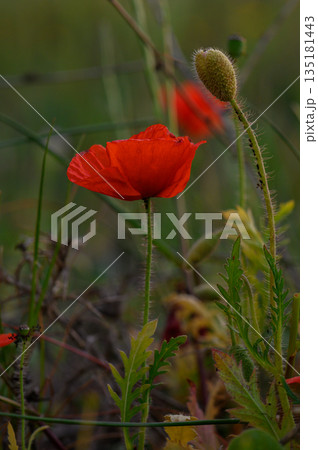 Vibrant red poppy flowers sway gently in the breeze during a serene summer afternoon in a lush green field 135181443