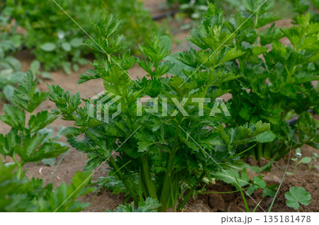 Lush green celery plants thriving in a garden during a sunny afternoon in early spring 135181478
