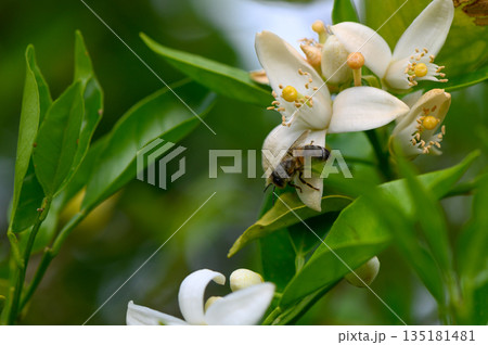 Bees gather nectar from delicate white blossoms amidst vibrant green foliage in a sunlit garden setting 135181481