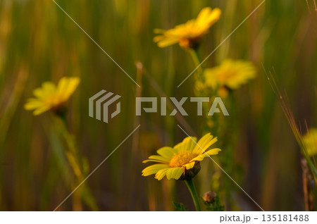 Vibrant yellow flowers bask in warm sunlight amidst a green grassy field during a tranquil afternoon in spring 135181488