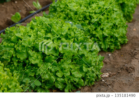Vibrant green lettuce thriving in a flourishing garden under the warm sun at midday 135181490