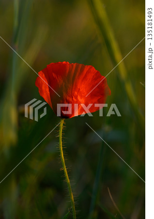 Vibrant poppy flower stands tall amidst green grass at sunset in a serene meadow 135181493