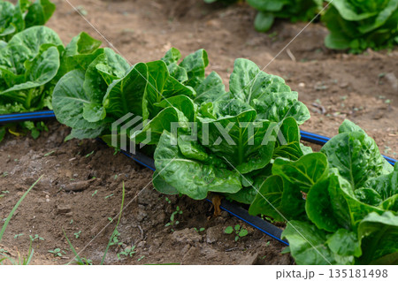 Fresh green romaine lettuce thriving on a sunny farm in the early morning, showcasing vibrant leaves ready for harvest Fresh green romaine lettuce thriving on a sunny farm in the early morning, showcasing vibrant leaves ready for harvest 135181498
