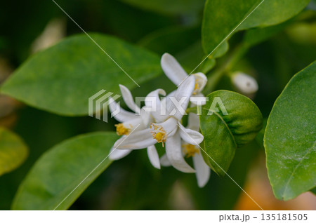 Delicate white blossom emerges from vibrant green leaves in a sunlit garden, inviting bees and butterflies to visit 135181505