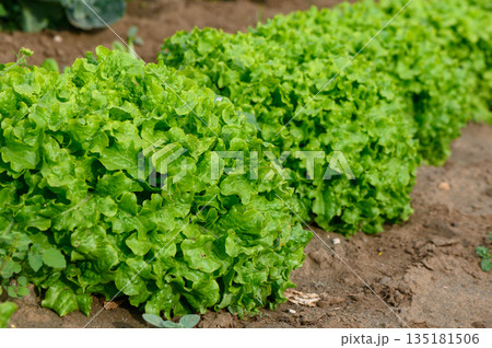 Lush green lettuce thriving in a sunny garden patch during the warm afternoon hours of early summer 135181506