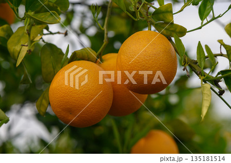Vibrant oranges hanging from lush green branches in a sunlit orchard on a warm afternoon Vibrant oranges hanging from lush green branches in a sunlit orchard on a warm afternoon 135181514