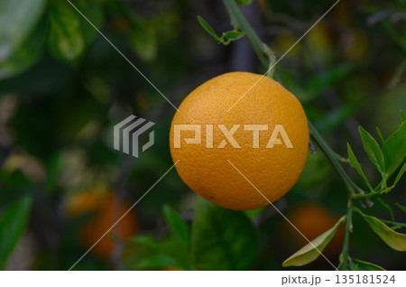 Bright orange fruit hangs from a lush green branch in a sunlit orchard during a warm afternoon 135181524