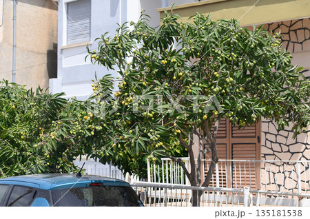 Mango tree bursting with fruit in a sunlit neighborhood garden near a cozy home 135181538
