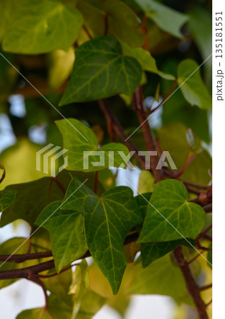 Beautiful green ivy leaves intertwine in a sunny garden, showcasing nature's vibrant hues and intricate patterns during the warm afternoon Beautiful green ivy leaves intertwine in a sunny garden, showcasing nature's vibrant hues and intricate patterns during the warm afternoon 135181551