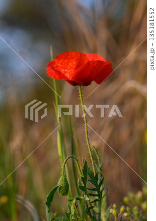 Vibrant red poppy sways gently in the warm breeze of a sunny meadow during springtime Vibrant red poppy sways gently in the warm breeze of a sunny meadow during springtime 135181552
