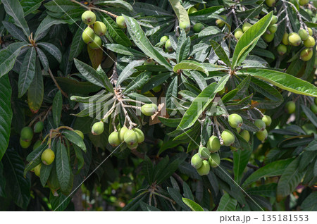 Vibrant loquat tree laden with unripe fruits basking in the afternoon sun in a lush garden 135181553