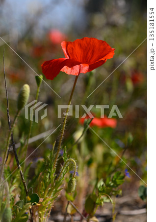Vibrant red poppies sway in the gentle breeze of a sunlit meadow during springtime bloom Vibrant red poppies sway in the gentle breeze of a sunlit meadow during springtime bloom 135181554