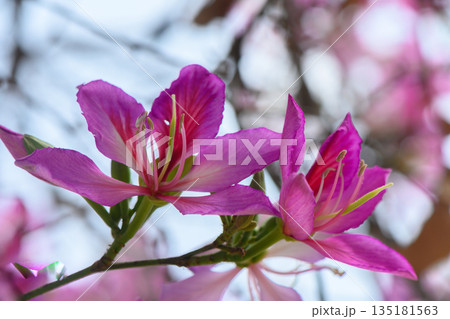 Blossoming pink flowers dance in the sunlight of a tranquil garden during early spring, embracing nature's beauty and vibrant colors 135181563