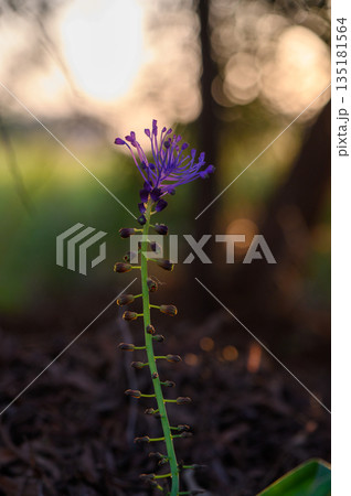 Blooming purple flower stands tall against a backdrop of sunset hues in a vibrant landscape Blooming purple flower stands tall against a backdrop of sunset hues in a vibrant landscape 135181564