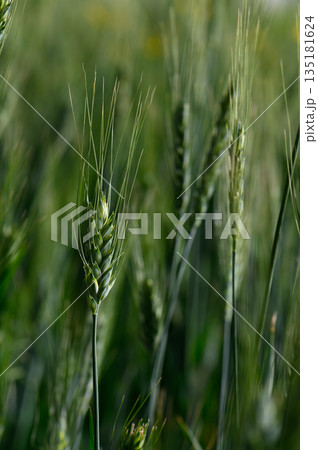 Golden ears of wheat sway gently in the breeze under the warm sun in a serene countryside landscape 135181624