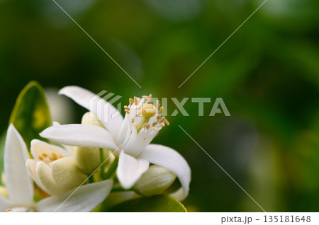 Delicate white flowers bloom in a lush garden setting on bright spring day, showcasing nature beauty 135181648