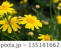Bright yellow flowers bloom in a verdant garden under the warm sunshine of springtime 135181662