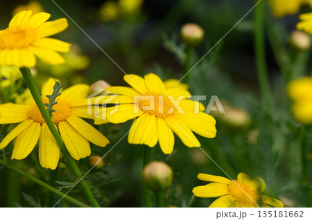 Bright yellow flowers bloom in a verdant garden under the warm sunshine of springtime 135181662