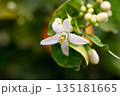 Fragrant orange blossom blooming under soft sunlight in a tranquil garden setting 135181665