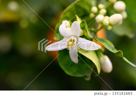 Fragrant orange blossom blooming under soft sunlight in a tranquil garden setting 135181665