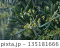 Lush olive tree leaves and delicate blossoms captured in a tranquil setting during early springtime 135181666