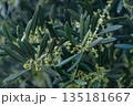 Olive tree branches adorned with budding green flowers under soft daylight in serene garden setting 135181667