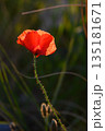 Vibrant red poppy blooming in the golden sunlight of a tranquil meadow at dawn 135181671