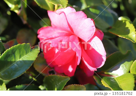 冬の庭に咲く赤いツバキの花 135181702
