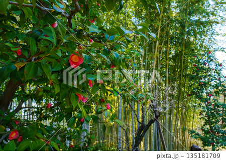 竹林に赤い椿の花 竹林に赤い椿の花 135181709