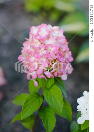 Pink Tint Appearing On Young Bonfaire Hydrangea Blooms 135181712