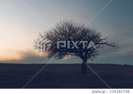 Flowered field in the Pampas Plain, La Pampa Province, Patagonia, Argentina. 135181736