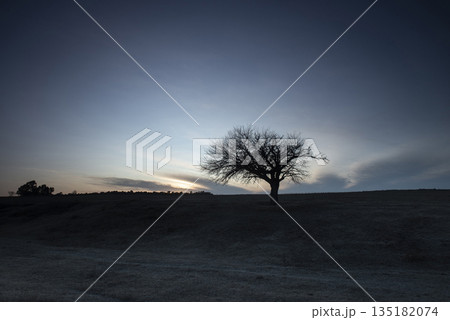 Flowered field in the Pampas Plain, La Pampa Province, Patagonia, Argentina. 135182074