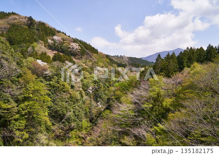 山梨県道志村 野原吊橋から見た風景 山梨県道志村 野原吊橋から見た風景 135182175