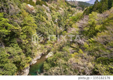 山梨県道志村 野原吊橋から見た道志川 山梨県道志村 野原吊橋から見た道志川 135182176