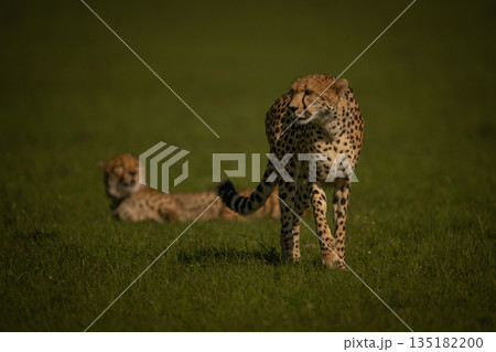Female cheetah leaves cub lying on grassland Female cheetah leaves cub lying on grassland 135182200