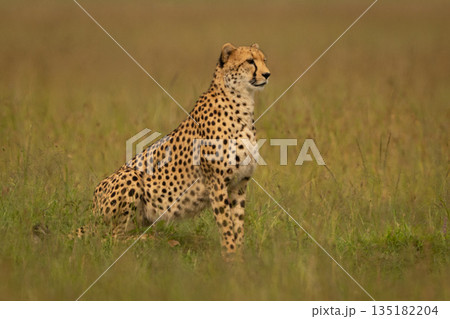 Female cheetah sits in profile in savanna Female cheetah sits in profile in savanna 135182204