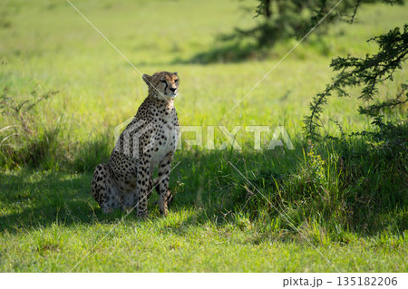 Female cheetah sits in shade of bush Female cheetah sits in shade of bush 135182206