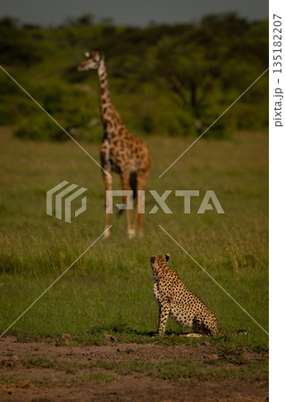 Female cheetah sits looking at Masai giraffe Female cheetah sits looking at Masai giraffe 135182207